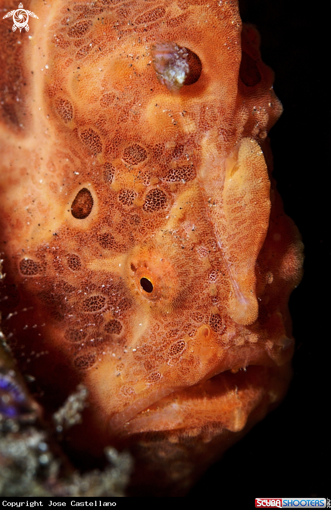 A Frogfish
