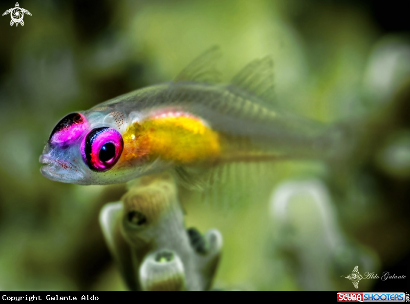 A Pink Eye Goby 