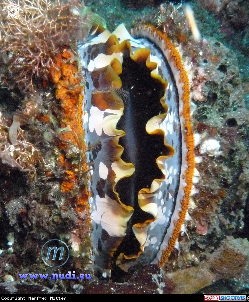 A Thorny Oyster, Stachelauster