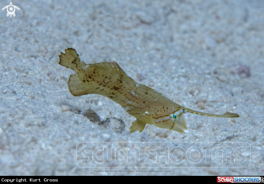 A Peacock Razorfish