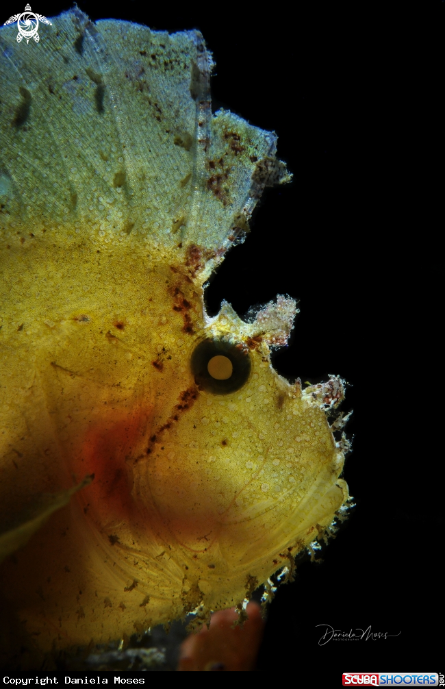 A Leaf Scorpionfish