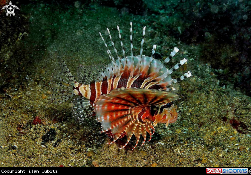 A lion fish