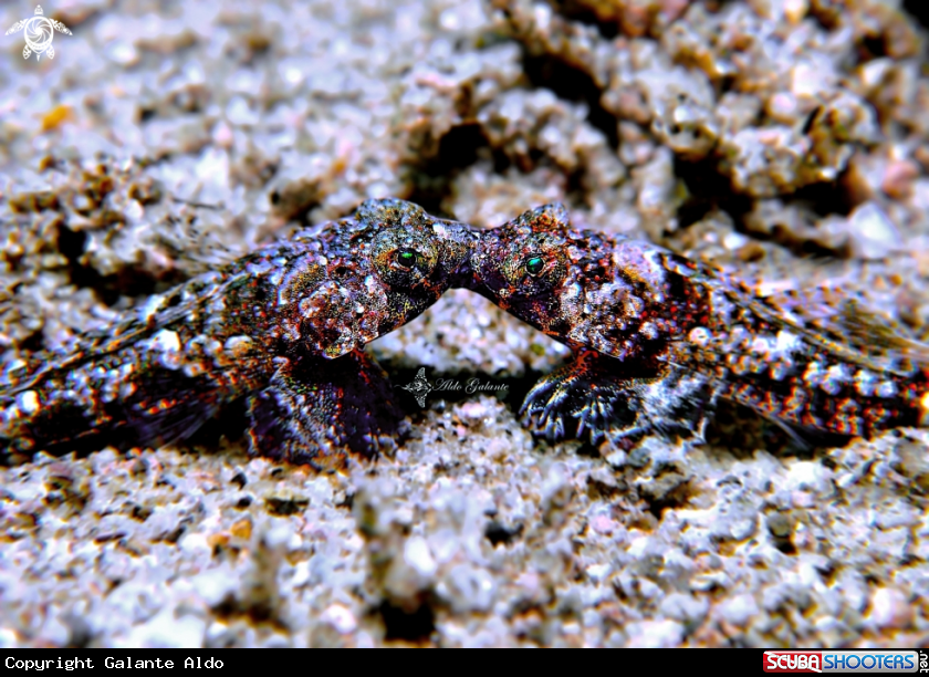 A Couple of Fish at Night Dive