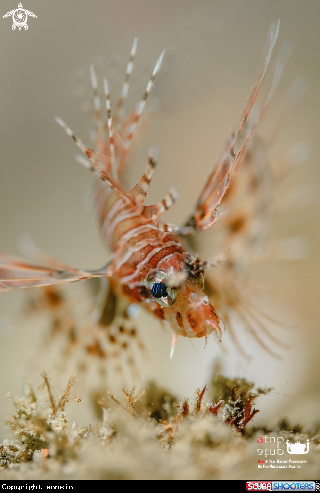 A Spot-Fin Lionfish