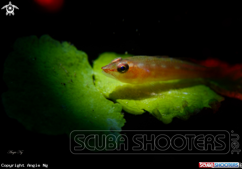 A Yellow lip triplefin