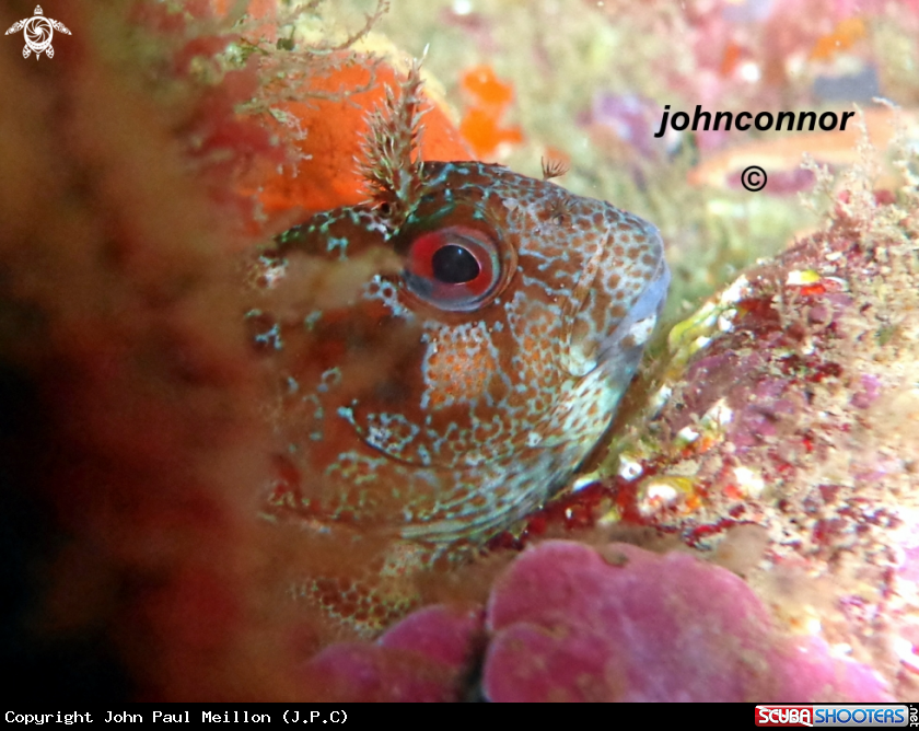 A underwater creature