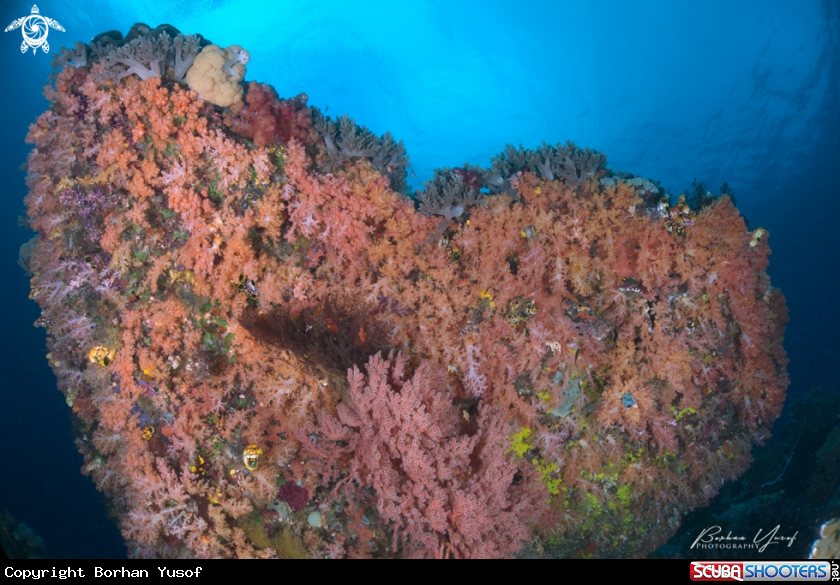 A Softcorals