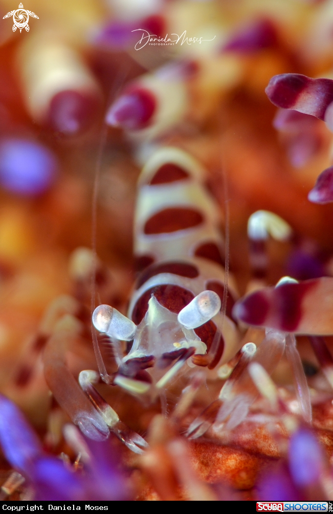 A Coleman Shrimp on Fire Urchin
