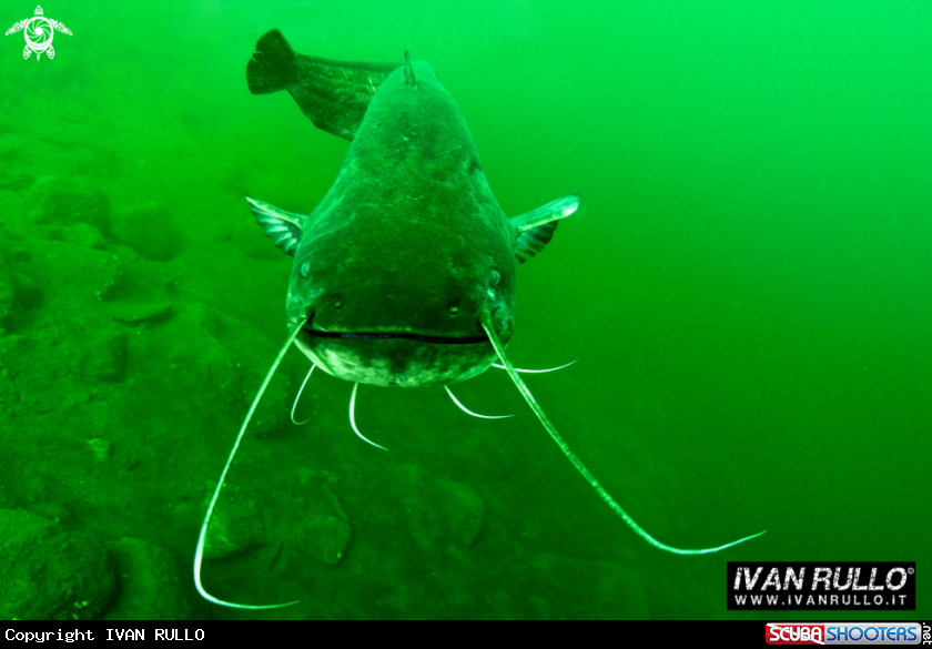A SILURUS GLANIS