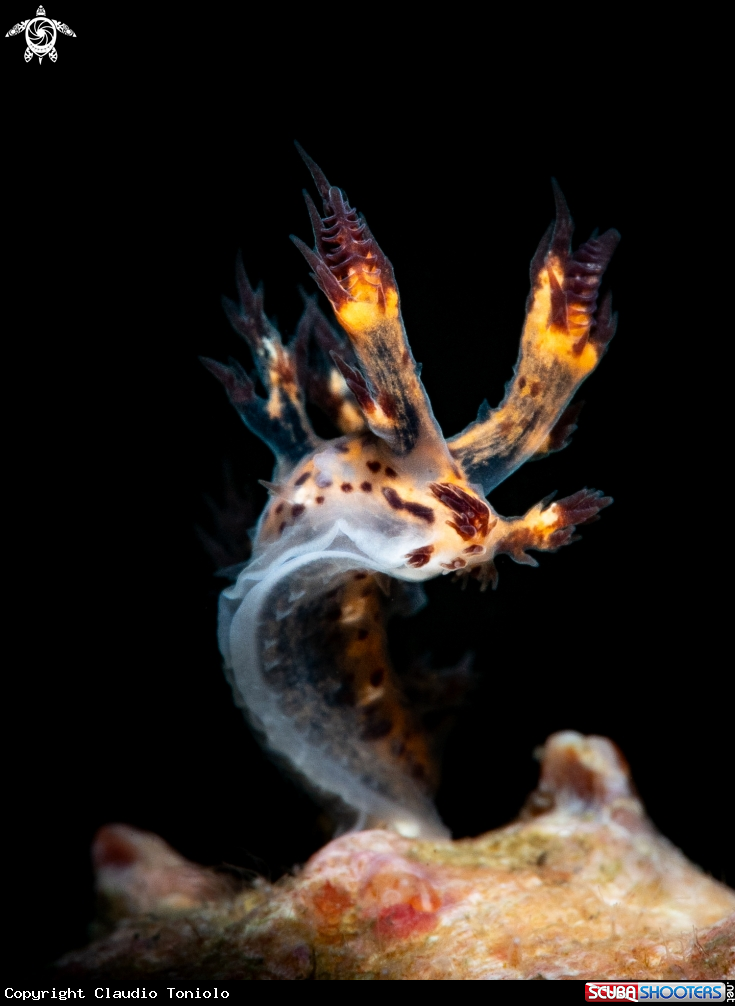A Dendronotus Regius