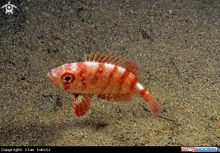 A big eye red fish