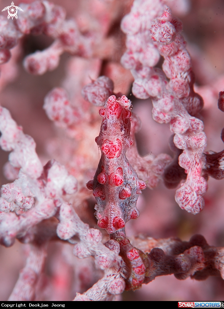 A Bargibant's pigmy seahorse