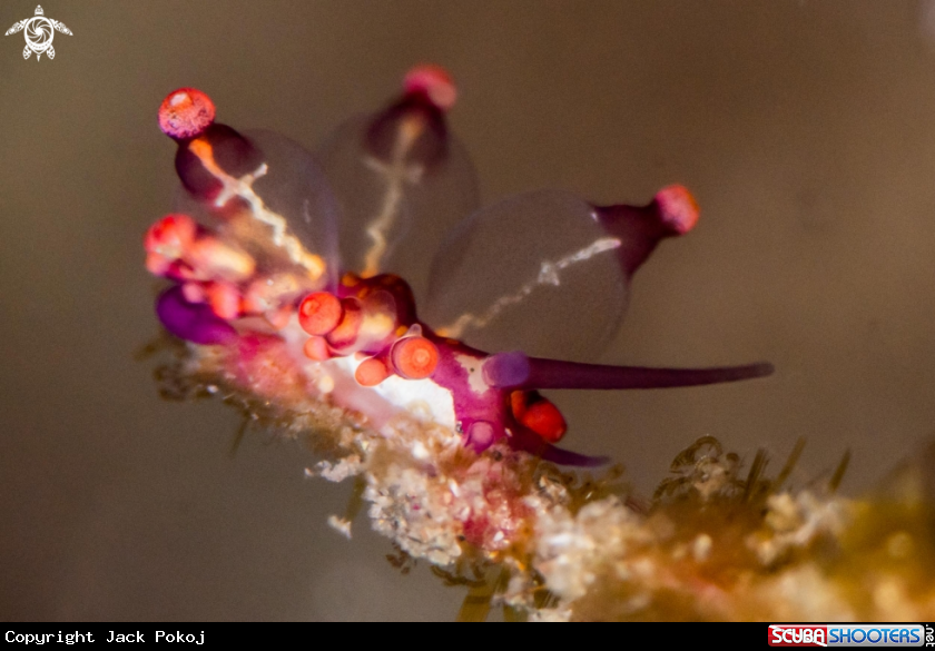 A Eubranchus sp. 05
