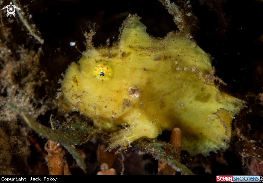A Hairy frogfish