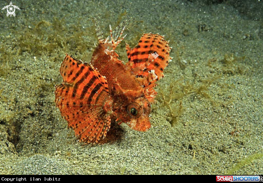 A reef fish