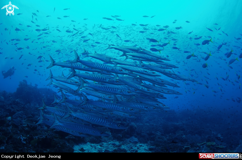 A barracuda