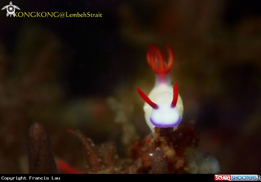 A Nudibranch