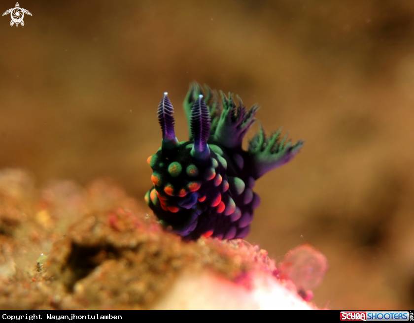 A Nembrotha