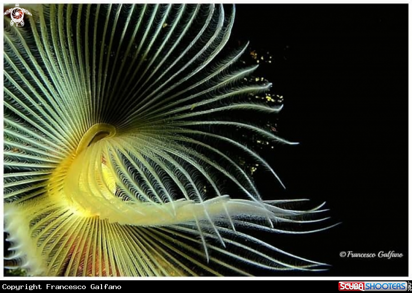 A Serpula
