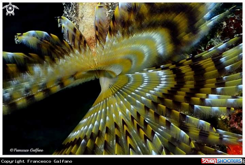 A Spirografo