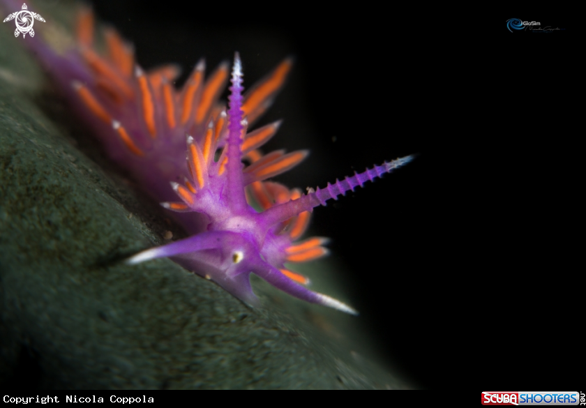 A Flabellina ischitana 