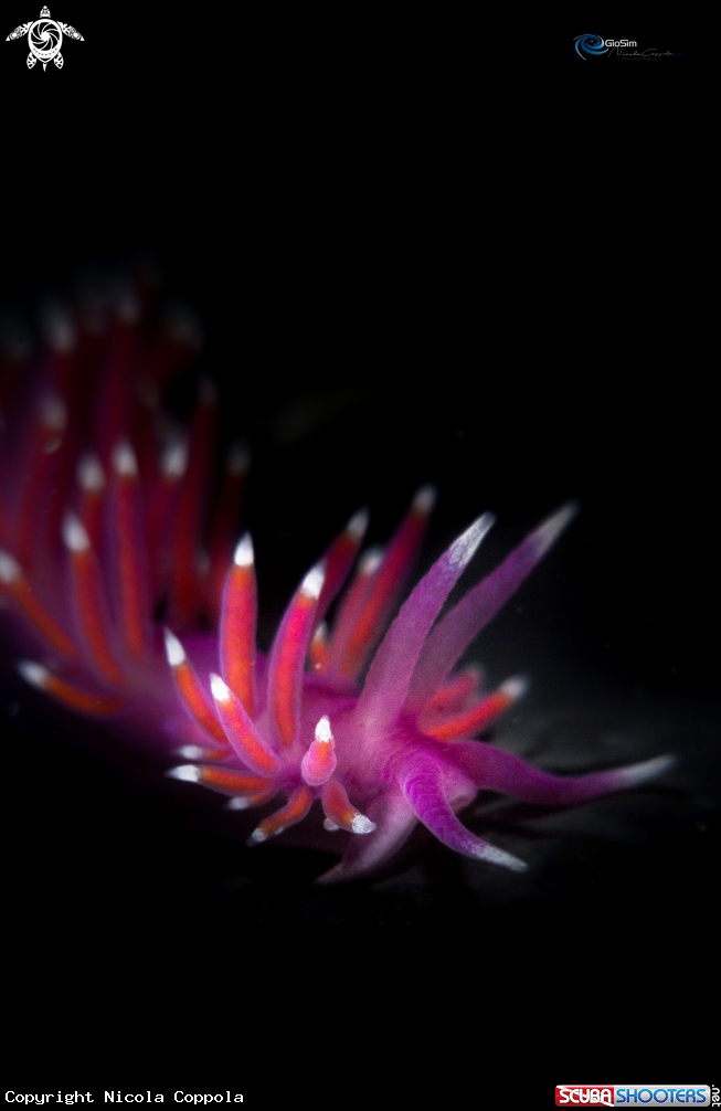 A pink in the dark