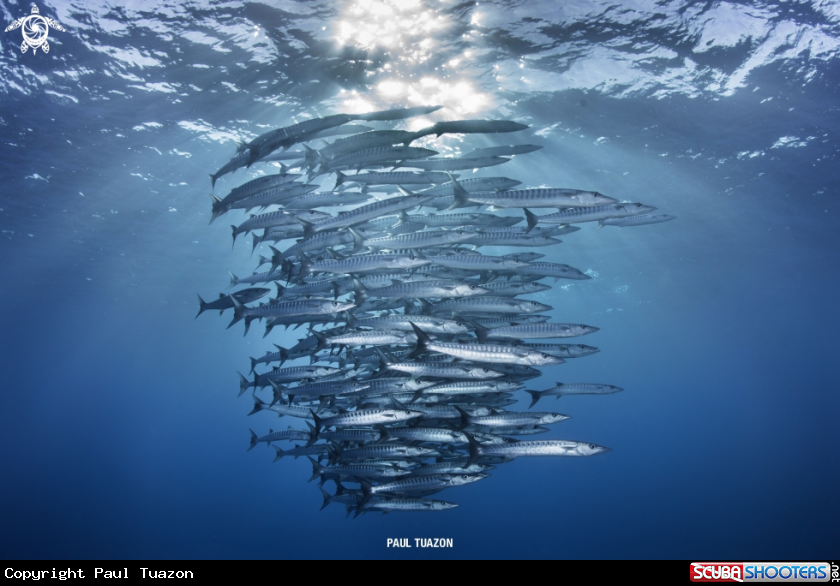 A Chevron Barracuda