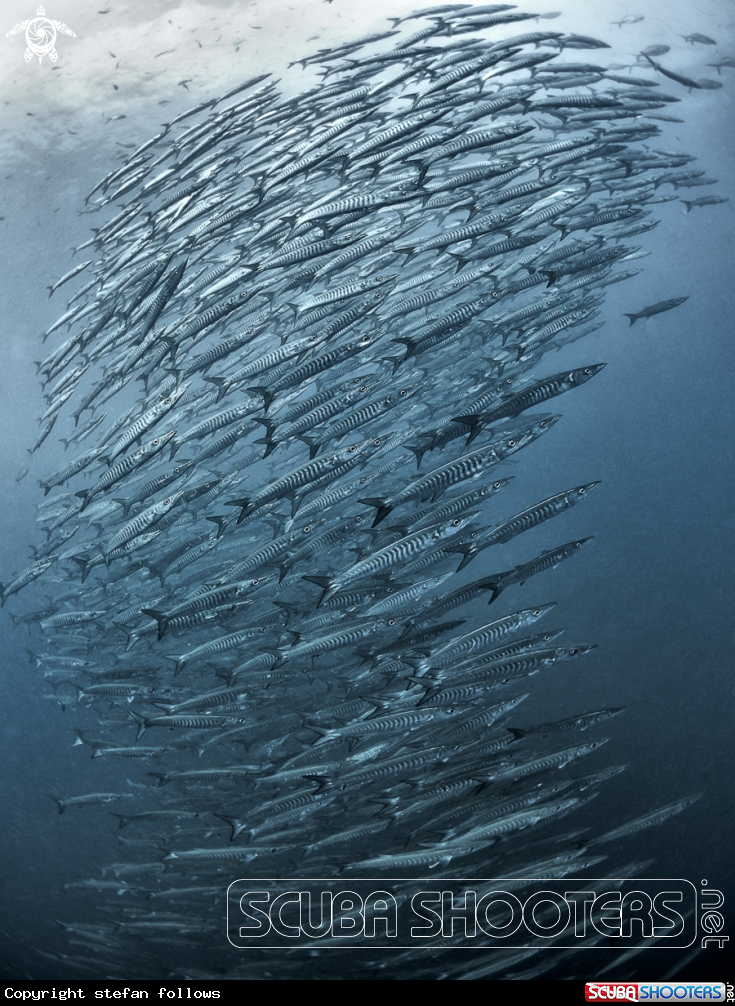A Chevron Barracuda