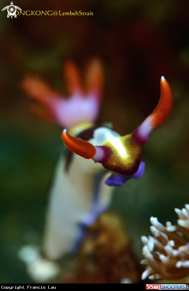 A Nudibranch