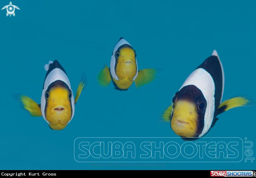 A Nemo, Clown Fish