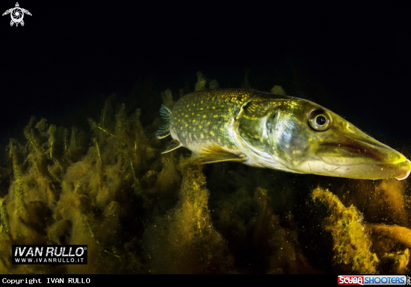 A ESOX LUCIUS