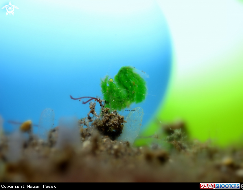 A Grean algae shrimp