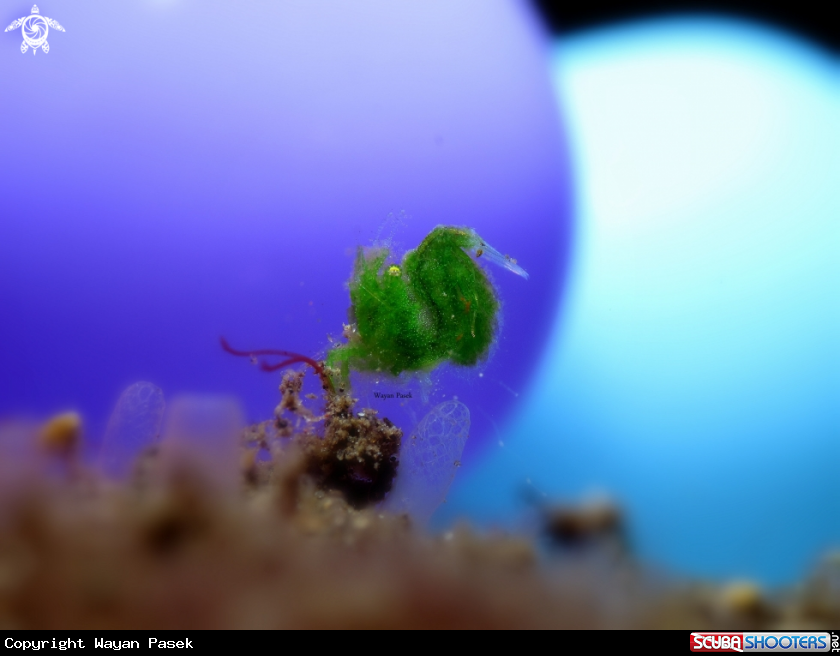 A Grean algae shrimp
