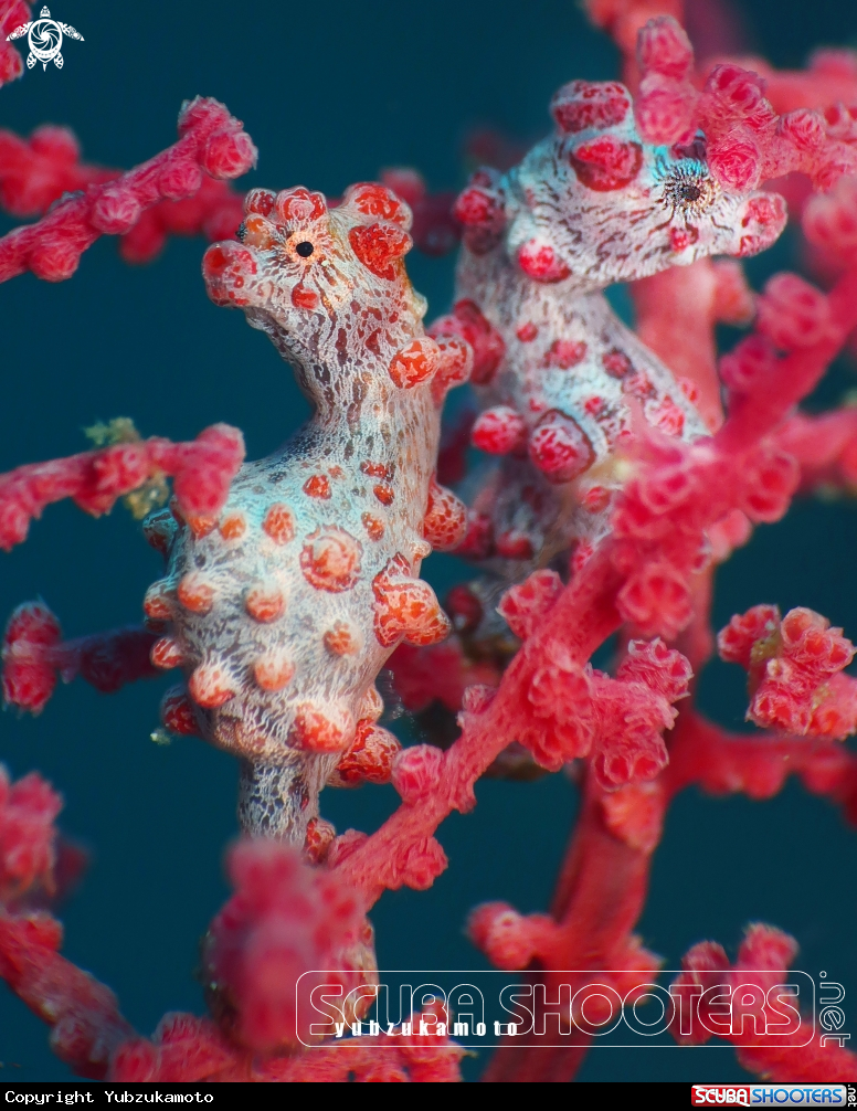 A Pygmy seahorse