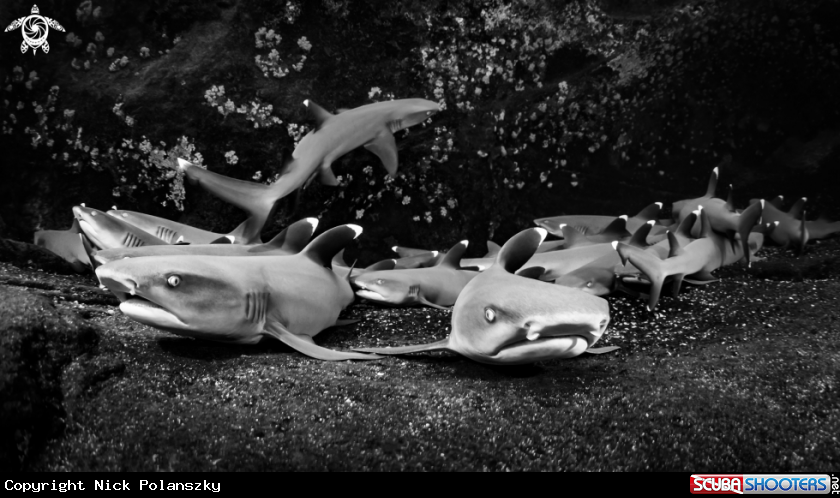 A Whitetip Reef Sharks