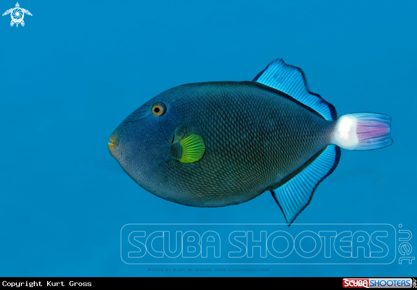 A Trigger Fish