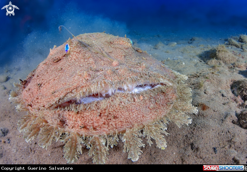 A Lophius budegassa