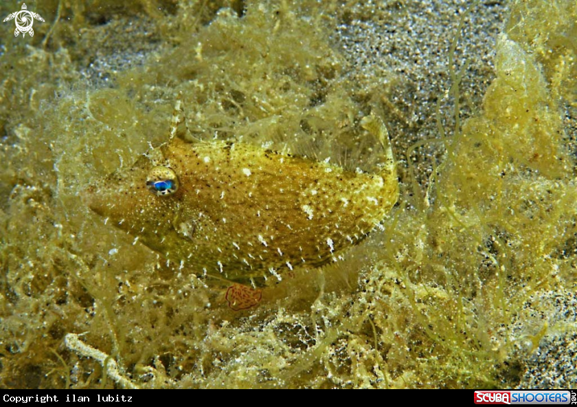 A filefish