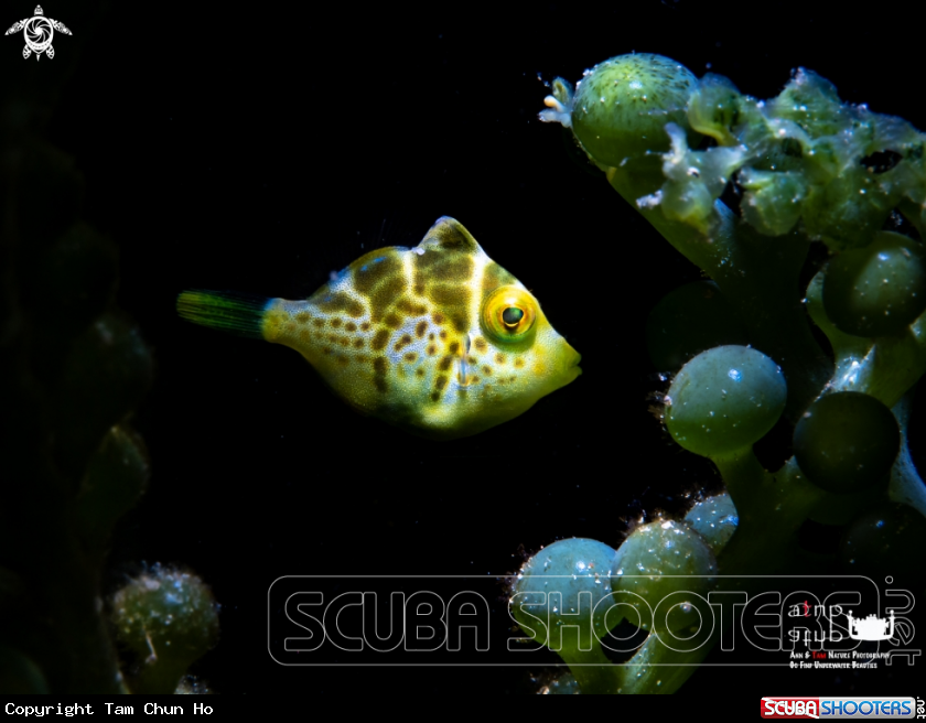 A Juvenile Mimic Filefish