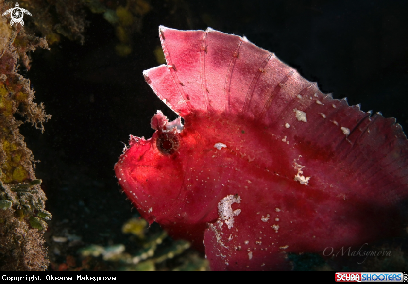 A Pink Leaf Fish