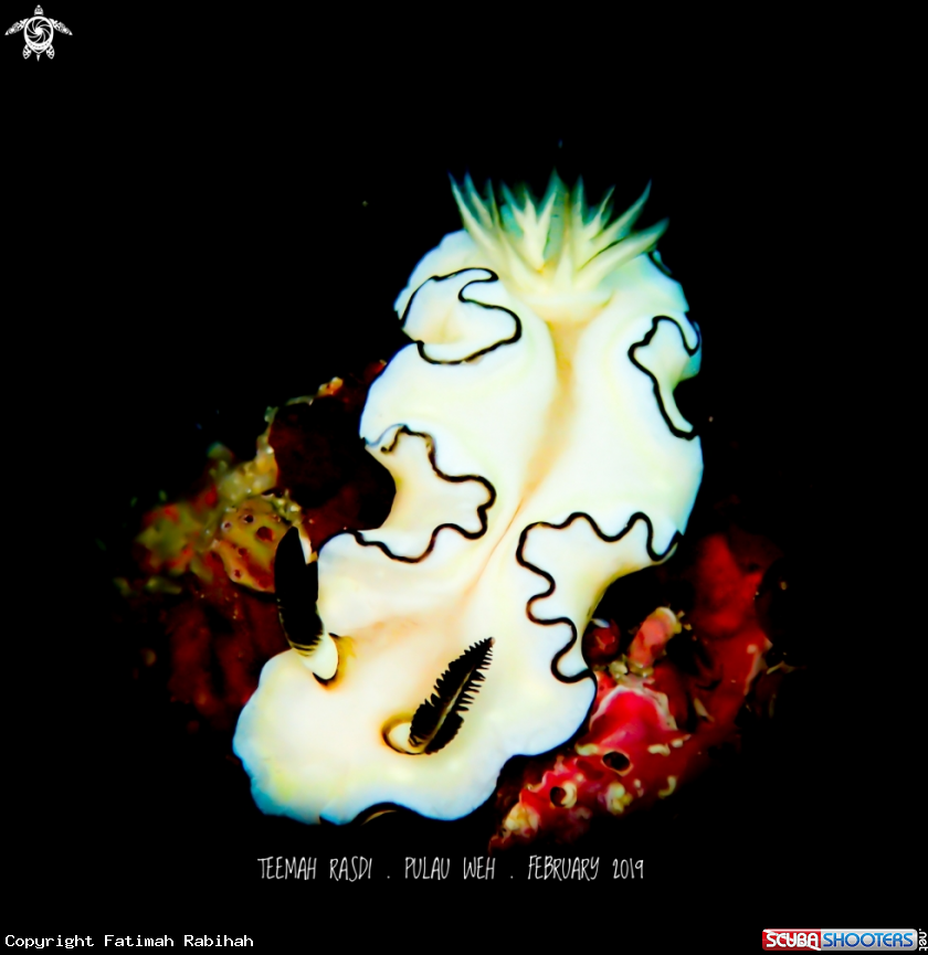 A Nudibranch