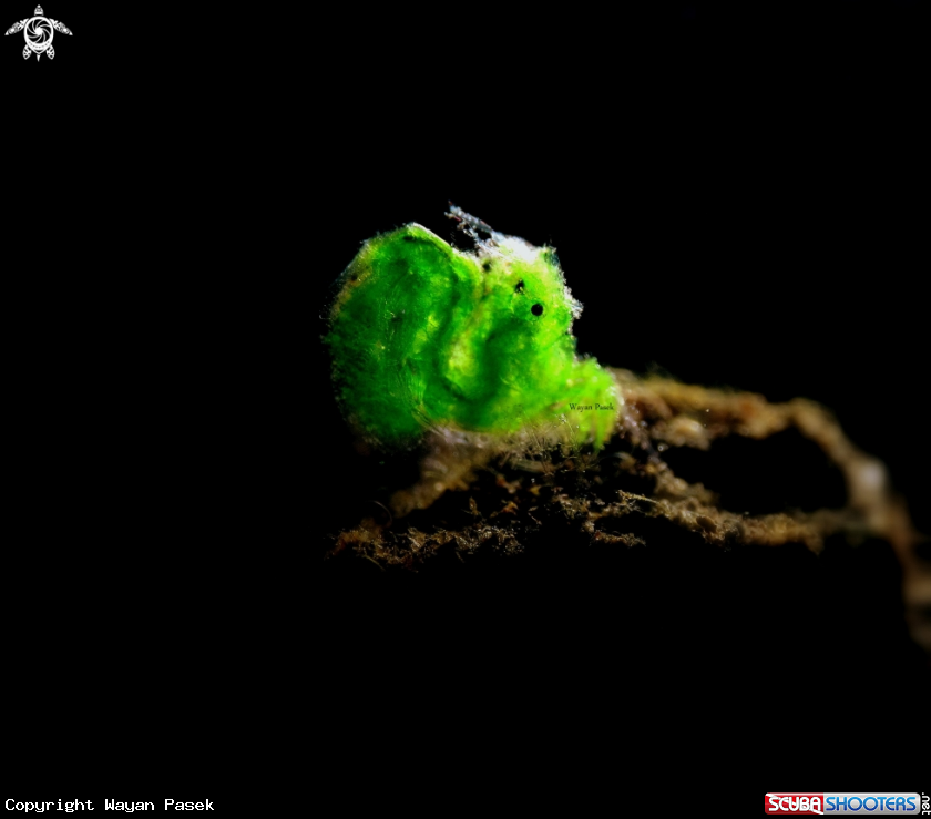 A Grean algae shrimp