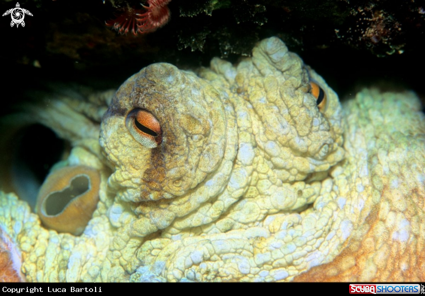 A octopus