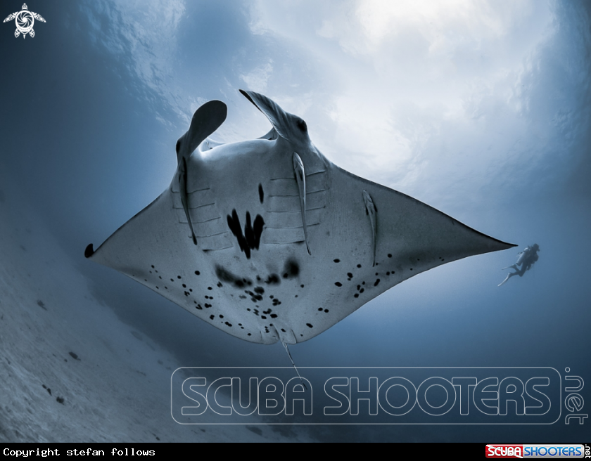A Manta Ray