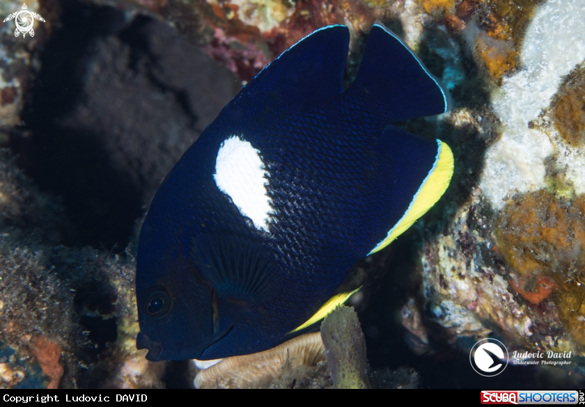 A Keyhole Angelfish