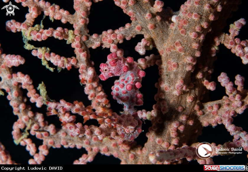 A Pygmy Seahorse