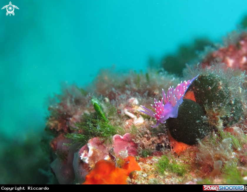 A Flabellina Ischitana