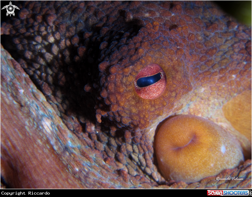 A Octopus