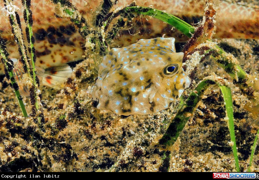 A box fish