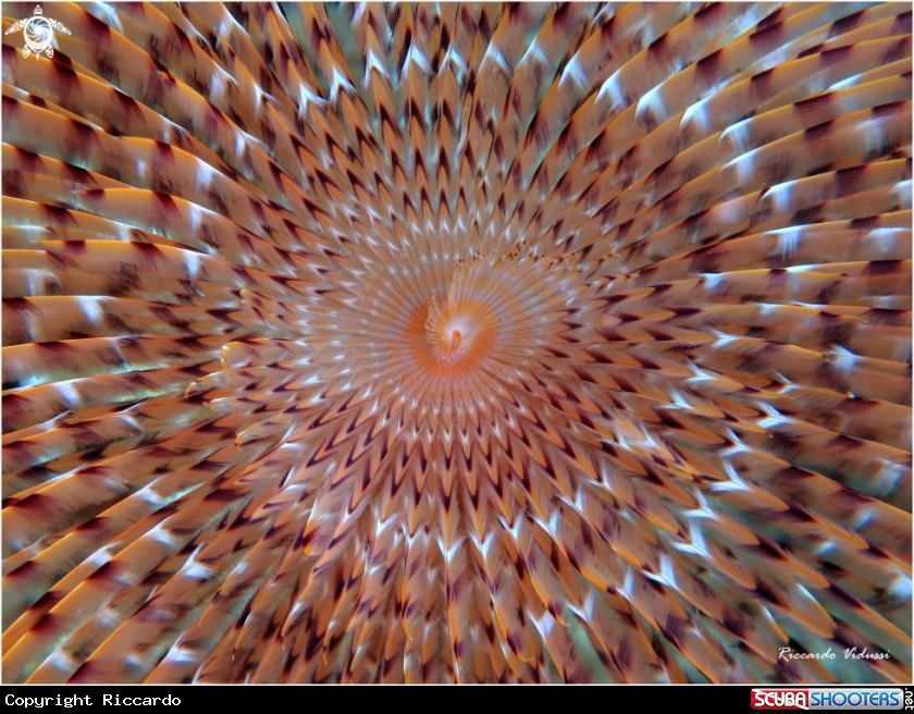 A Spirografo